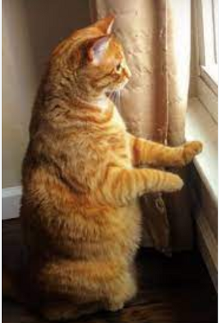 a cat that is looking at the camera jigsaw puzzle