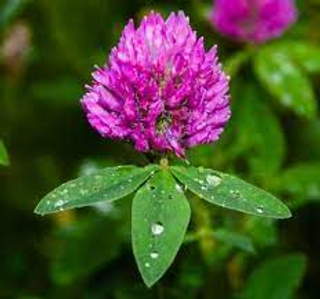 a close up of a flower jigsaw puzzle