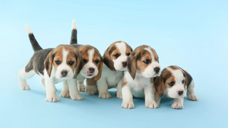 a dog looking at the camera jigsaw puzzle