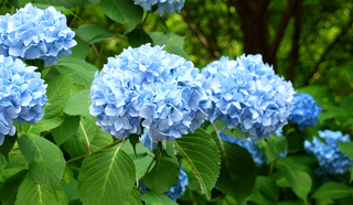 a close up of a flower jigsaw puzzle