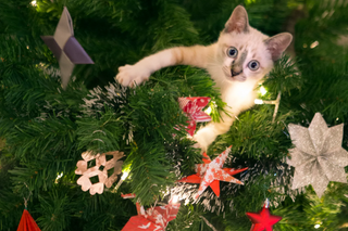 a cat lying on a christmas tree jigsaw puzzle
