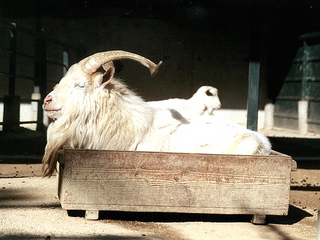 a cow lying on top of a wooden fence jigsaw puzzle