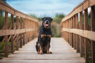 a dog sitting on top of a wooden fence jigsaw puzzle