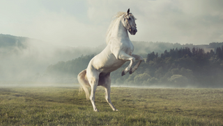 a horse standing on top of a grass covered field jigsaw puzzle