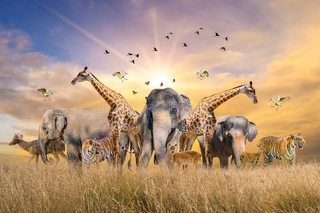 a herd of zebra standing on top of a dry grass field jigsaw puzzle