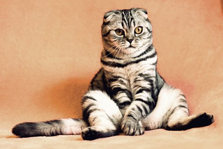 a cat lying on the ground jigsaw puzzle