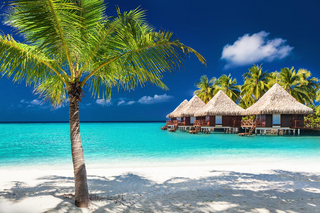 a beach with a palm tree in front of a body of water jigsaw puzzle