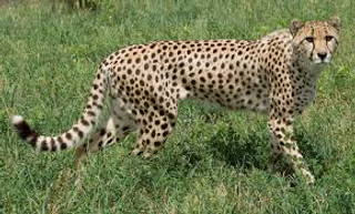 a cat that is standing in the grass jigsaw puzzle