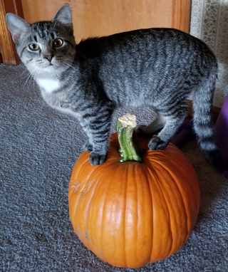 a cat that is standing in front of a fruit jigsaw puzzle