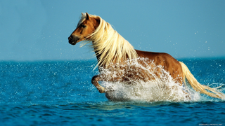 a dog sitting in the water jigsaw puzzle