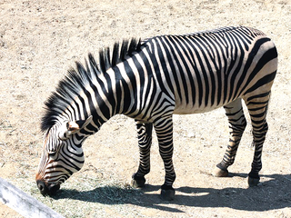 a zebra standing on top of a dirt field jigsaw puzzle