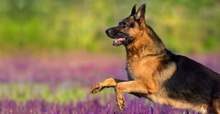 a close up of a dog jigsaw puzzle