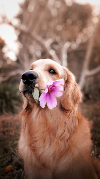 a close up of a dog jigsaw puzzle