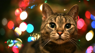 a cat that is looking at the camera jigsaw puzzle