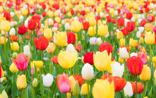 a colorful flower surrounded by grass jigsaw puzzle