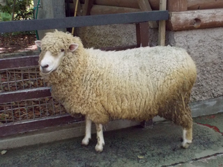 a group of sheep standing on top of a wooden fence jigsaw puzzle