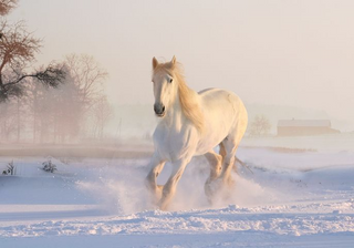 a horse is standing in the snow jigsaw puzzle