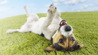 a dog lying on green grass jigsaw puzzle