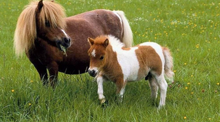 a brown horse standing on top of a lush green field jigsaw puzzle