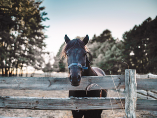 a brown horse standing on top of a wooden fence jigsaw puzzle