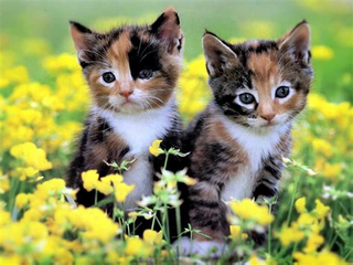 a cat sitting on top of a field jigsaw puzzle