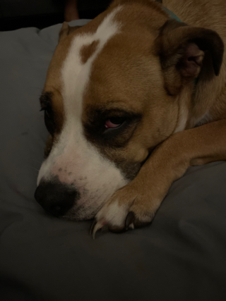 a dog lying on a bed jigsaw puzzle
