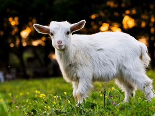 a sheep standing on top of a lush green field jigsaw puzzle