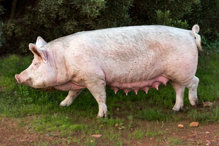 a cow is standing in the grass jigsaw puzzle