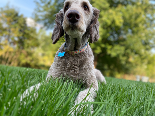 a dog sitting in the grass jigsaw puzzle