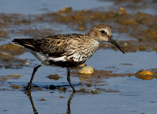 a bird standing on the edge of a body of water jigsaw puzzle