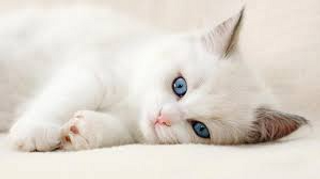 a cat lying on a bed jigsaw puzzle