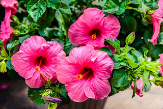 a pink flower on a plant jigsaw puzzle