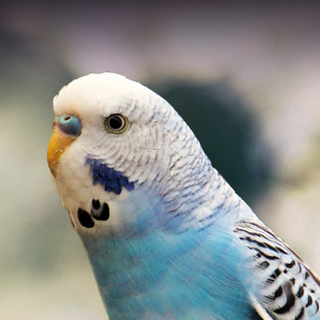 a bird sitting on top of a parrot jigsaw puzzle