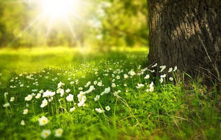 a close up of a green field with trees in the background jigsaw puzzle