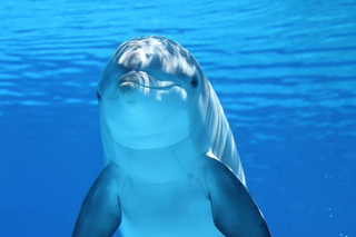 a fish swimming under water jigsaw puzzle