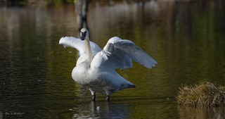 a swan next to a body of water jigsaw puzzle