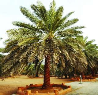 a palm tree jigsaw puzzle