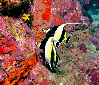 a colorful fish jigsaw puzzle