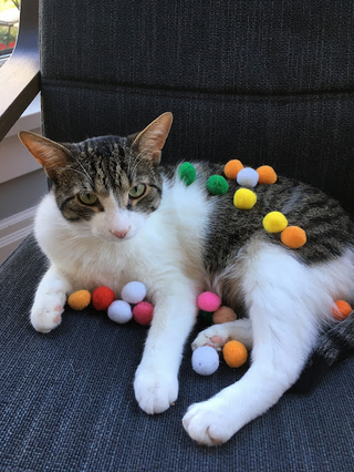 a cat sitting on a chair jigsaw puzzle