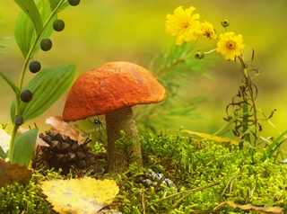 a close up of a flower garden jigsaw puzzle