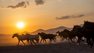 a herd of cattle walking across a sandy beach jigsaw puzzle