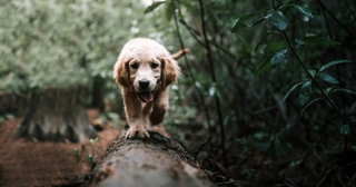 a large brown dog standing next to a forest jigsaw puzzle