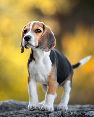 a close up of a dog jigsaw puzzle