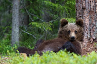 a large brown bear walking through a forest jigsaw puzzle