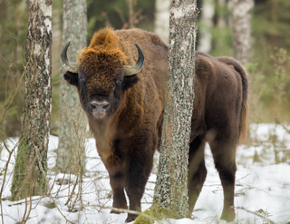 a bear that is standing in the snow jigsaw puzzle