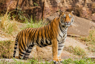 a tiger walking in the grass jigsaw puzzle