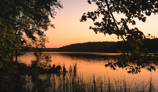 a tree next to a body of water jigsaw puzzle