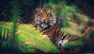 a cat sitting on top of a tiger jigsaw puzzle