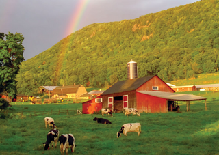 a herd of cattle grazing on a lush green field jigsaw puzzle