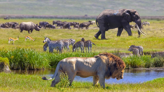 a herd of elephants walking across a grass covered field jigsaw puzzle